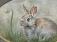 Pair of rabbit oil paintings by Chris Adams
